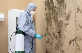 Apple Valley, OH Mold Prevention & Removal  Company